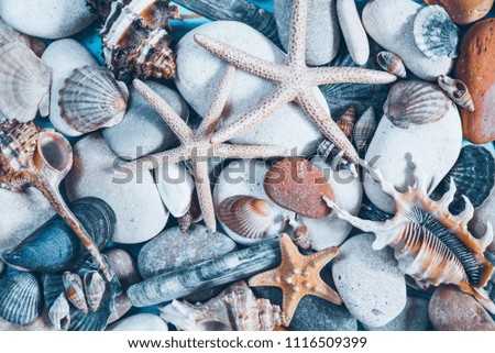 shells texture. summer concept. close up