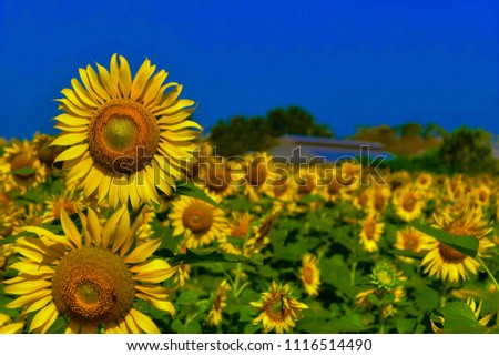 Sunflower in the blue sky