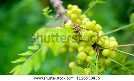 Royalty high quality free stock photo of Phyllanthus acidus, known as the Otaheite gooseberry, Malay, Tahitian, Country gooseberry, Star, Starberry, West India gooseberry, or simply Gooseberry tree 