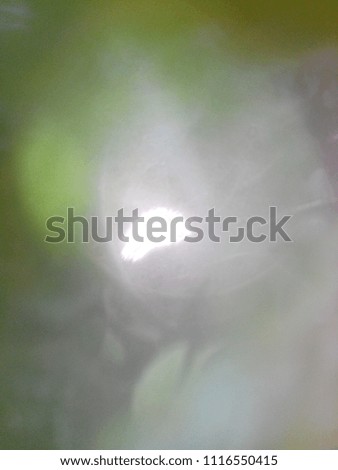 Abstract background of the garden. Abstract out of focus lights coming from the mother nature with abstract background of green leaves. Abstract background of green, yellow and white color. 