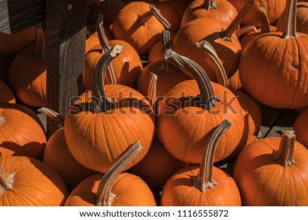 Rustic vintage background with different pumpkins. Fresh, bright orange, ripe, raw organic pumpkins on a rustic wooden background. Colorful pumpkins collection on the autumn market. Autumn harvest.