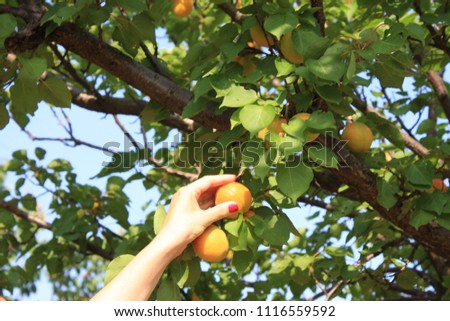 Beautiful young woman picking ripe organic apricot