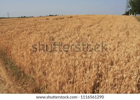 Field of Golden wheat