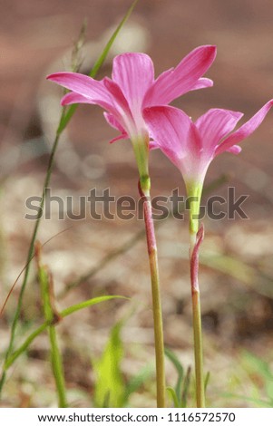 couple pink rain lilies in summer time. pink lily in Thailand.