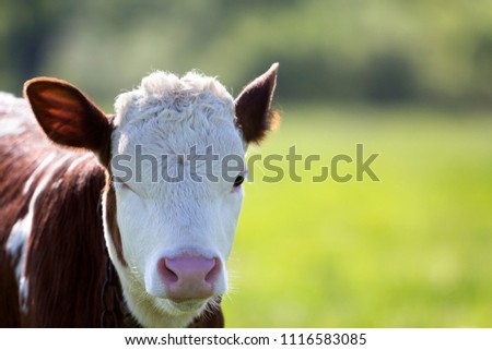 Close-up portrait of white and brown calf with chain on neck on yellow blurred bokeh background. Animal protection, cattle farming, breeding, milk and meat production concept.