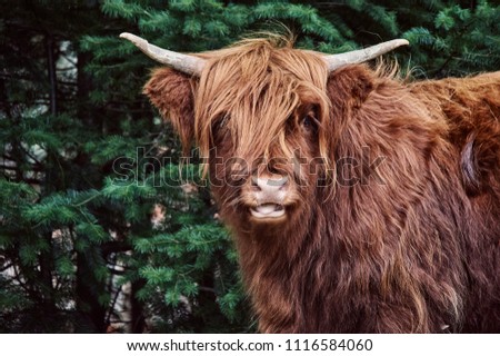 Scottish Higland Cow