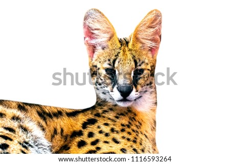 Margay cat,kitty 8 month isolate on background.Copy space.Closed up.Clipping path.