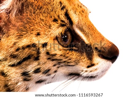 Margay cat,kitty 8 month isolate on background.Copy space.Closed up.Clipping path.