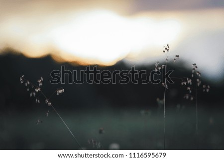 Dark grass during the sunset