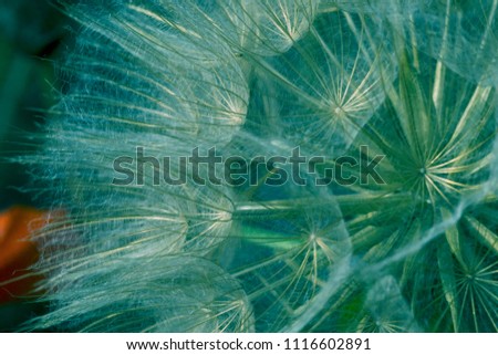 Close up picture of a dandelion. 