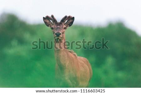 Young red deer stag with new growing antlers during spring.