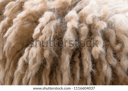 Close up curly, fluffy and softly sheep fur for background