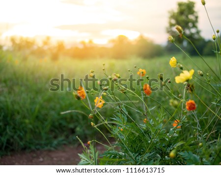 Yellow flowers in meadows and surrounded by nature, At sunset. Feel the warmth and romance.