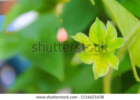 Natural background And blurred images for background Natural background of green leaves and grass flowers