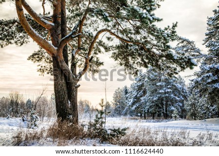 Trees covered snow in winter forest in a day