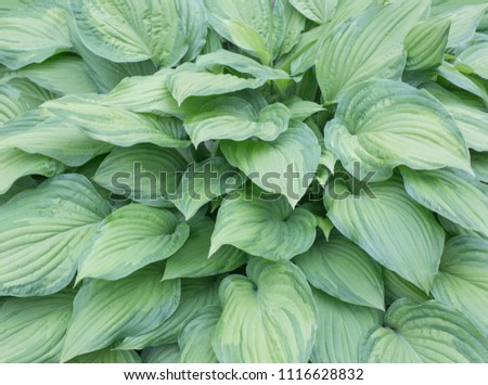 floral background with green leaves