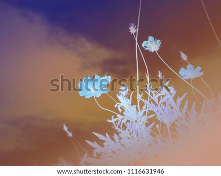 Vintage Beautiful of cosmos flowers with sky background.