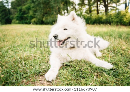 Funny young happy smiling white Samoyed dog or Bjelkier, Dog sitting outdoors in a green spring meadow. Playful pet in the open air.