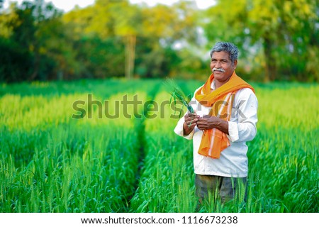 Indian farmer holding crop plant in his Wheat field Royalty-Free Stock Photo #1116673238
