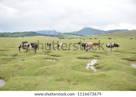Animals(cows) in the meadow.SAKARYA/TURKEY