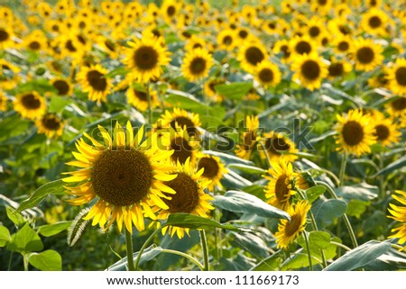 This is a picture of the sunflower field I was taken in August.
