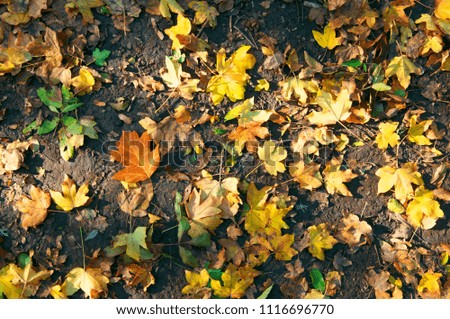Multicolored autumnal leaves on ground in side sunlight. Top view point.