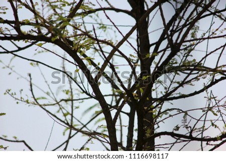 Tree backdrop With green leaves and branches