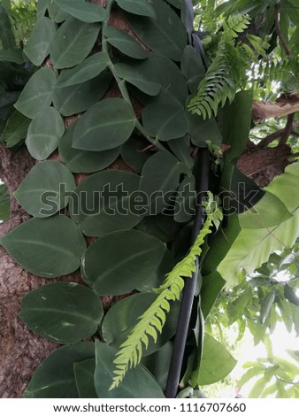 Dark Green leaves of Rhaphidophora or Dragon tail, a creeper plant and fern grow on a big tree. 