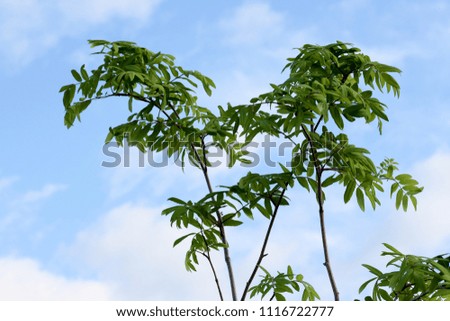 Green tree leaves against the sky