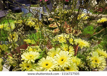 Blooming yellow and red petals flowers with the dark black center arrangement in the garden. Beautiful flower blooming with brown branch with small white shrubs flowers in the container.