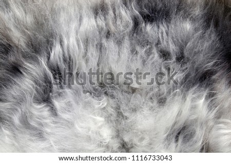 Abstract fur background. Sheepskin rug.