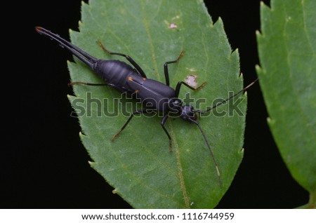 macro image of an earwig on green leaf