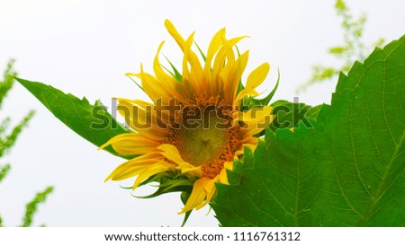 A sunflower at you