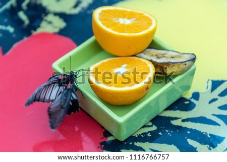 Papilio Lowi, aka great yellow Mormon or Asian swallowtail is a tropical butterfly. Here shown while eating from an orange