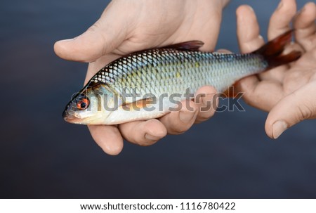 The caught fish is in fisherman's hands on a background of a water. It is a closeup of the small roach (Rutilus rutilus) in a male palm. It is catch during a summer fishing season.