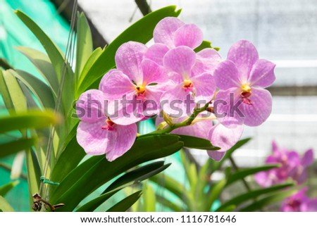 Beautiful purple orchids flower in garden