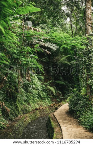 scenic view of stream in green forest in ubud, bali, indonesia