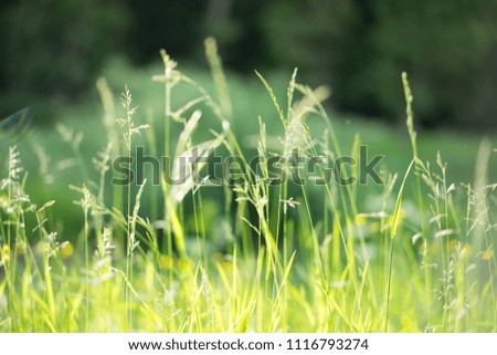 green grass flower field in the morning light, spring and summer concept background