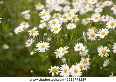 Summer field of daisy flowers, meadow chamomile flowers