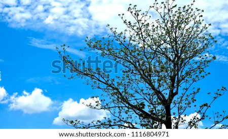 Large tree with bright blue sky and cloud background.