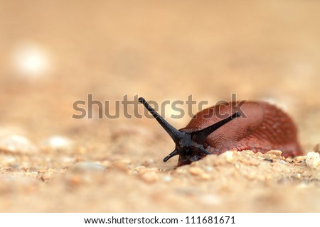 Macro picture of a slug