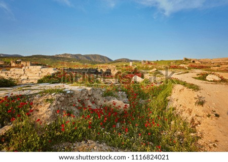Ruins of the ancient city of Hierapolis and red poppies, Pamukkale in Turkey.