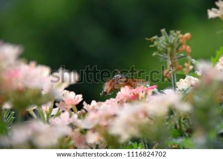 macroglossum stellatarum hovering over pink flowers in early summer, hummingbird hawk-moth sucking nectar from a flower