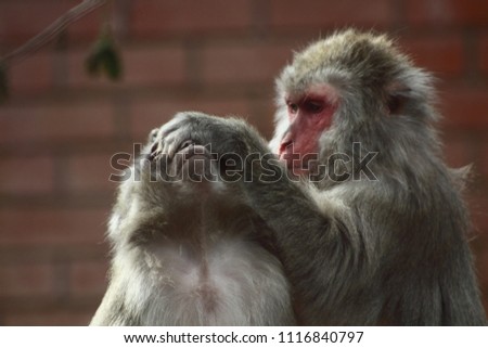 portrait of playing macaques