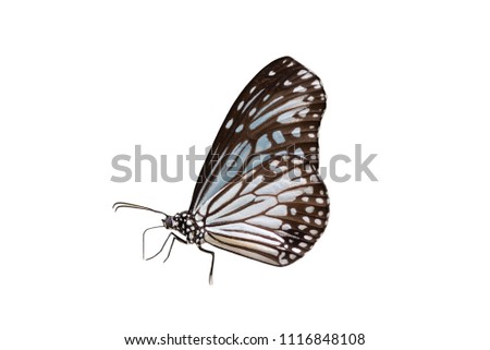 The Common Glassy Tiger Butterfly isolated on white background