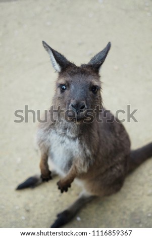 Cute baby kangaroo