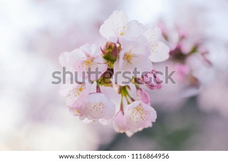 Korea's Cherry Blossoms