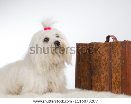 Traveling dog. Funny dog picture. Coton de Tulear dog is sitting by a wooden suitcase.
