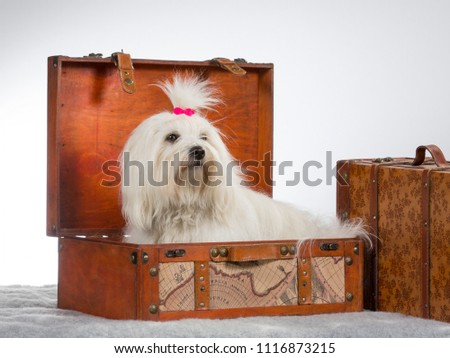 Traveling dog. Funny dog picture. Coton de Tulear dog is sitting in a wooden suitcase.
