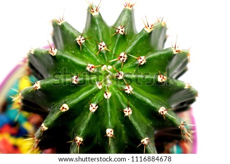 Photo of a cactus on a white background. Home plant.